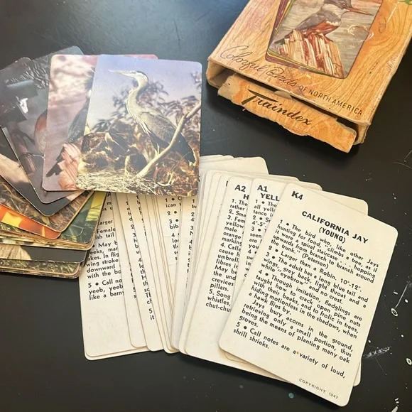 Traindex Colorful Birds of North America Cards - Picture 3 of 4